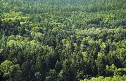 Wald Buldgarien